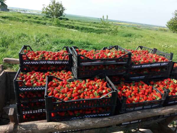 Bilete la evenimentul ”Culege-ti Fructele Singur din Ferma Bio Mironesti” - duminica, 1 iunie 2025- 10.00-15.00. Copiii sub 7 ani vin GRATUIT! - imagine 3
